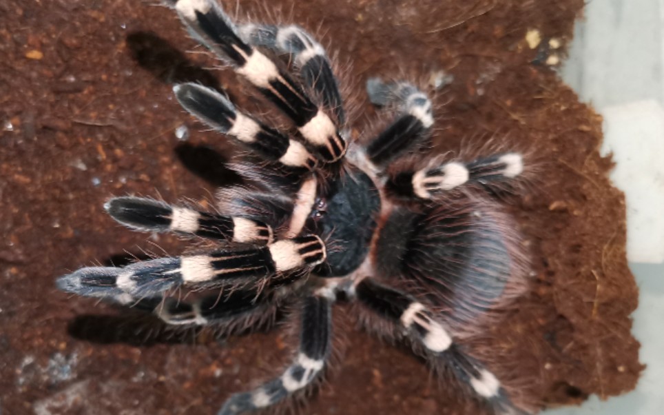 巴西白膝头捕鸟蛛捕食纺织娘