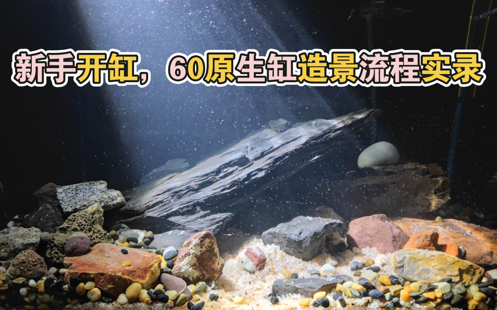 新人入坑,60原生缸造景实录!配上光线真的好看!哔哩哔哩bilibili