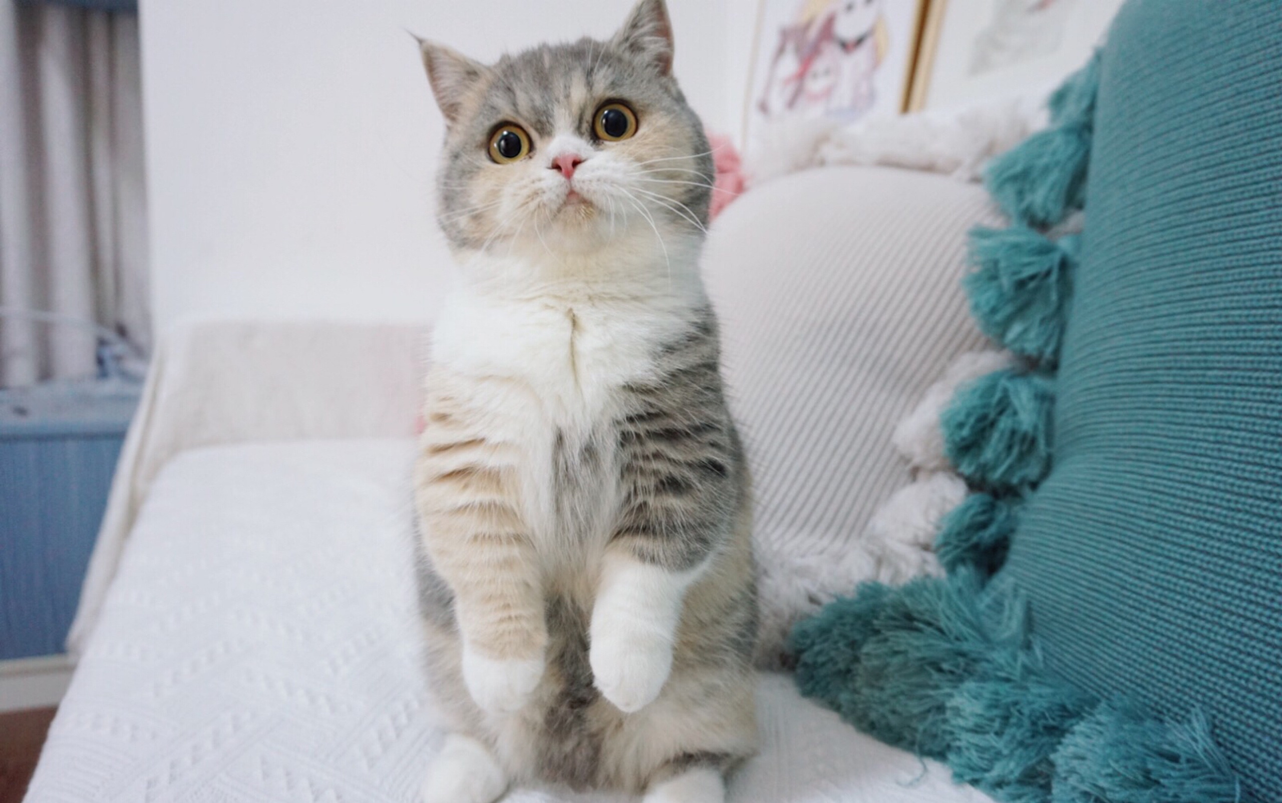 慢镜头下的小奶猫飞扑!一点也不可爱看了十遍而已!