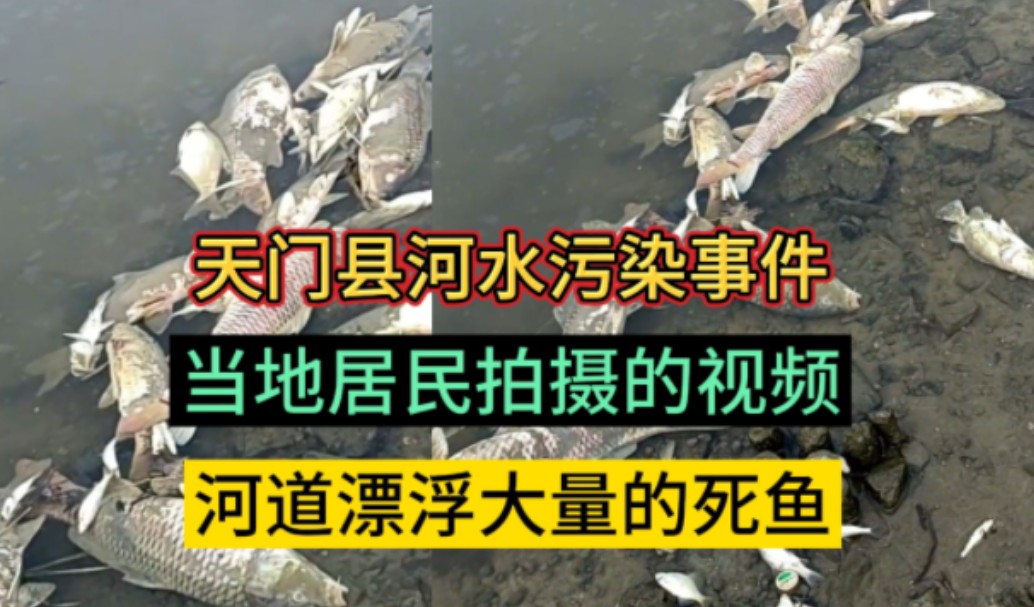 天门县河水污染事件:当地居民拍摄的视频,河道漂浮大量死鱼死虾,水已经严重被污染哔哩哔哩bilibili