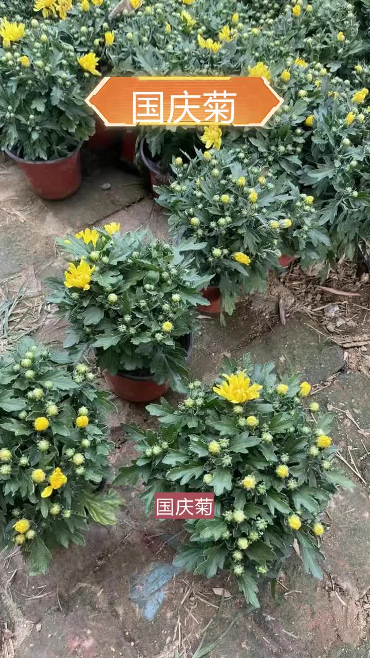 球菊种植方法,腾骏花卉,以绿色为名,以质量为根,值得信赖.草花多样化设计,满足不同领域使用.欢迎致电 #广东大菊花种子 #上海大菊花基地 #广西...