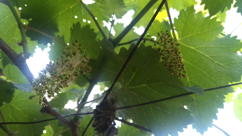 闻过葡萄花的香味吗 很香很香的 哔哩哔哩 Bilibili