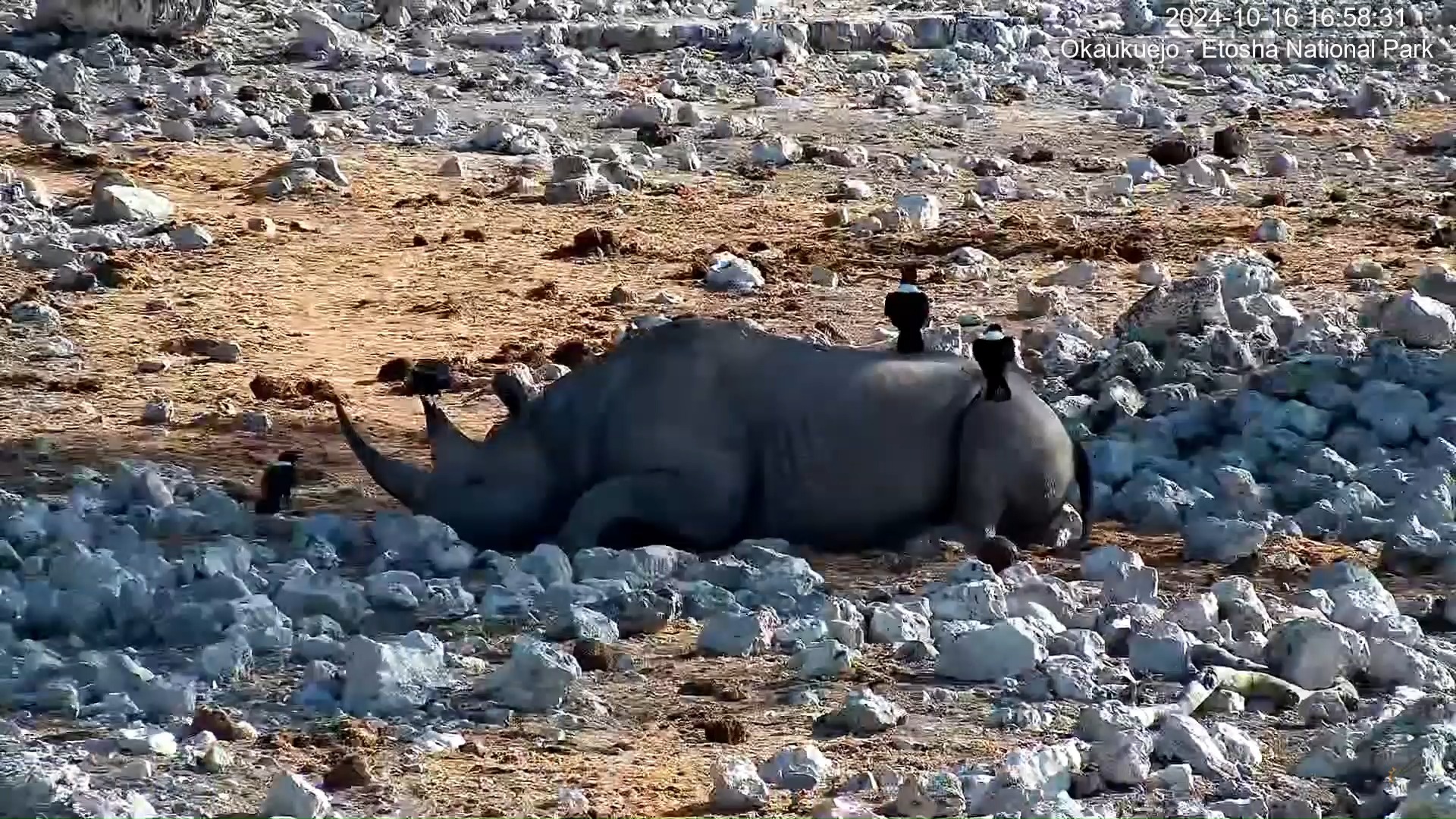 纳米比亚灯光水坑,三只非洲白颈鸦爬到犀牛身上,水坑旁边的鸟类飞来飞
