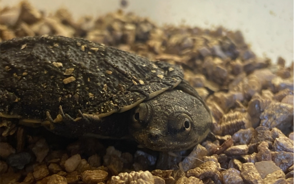 记录下出壳20天的花面蟾头龟_哔哩哔哩_bilibili