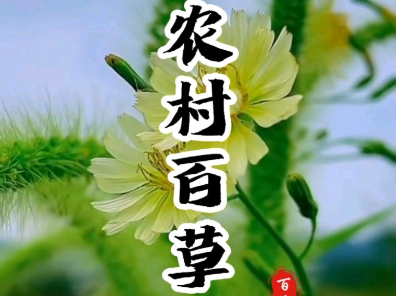 你还知道哪些名字中带有“白”字的植物?哔哩哔哩bilibili