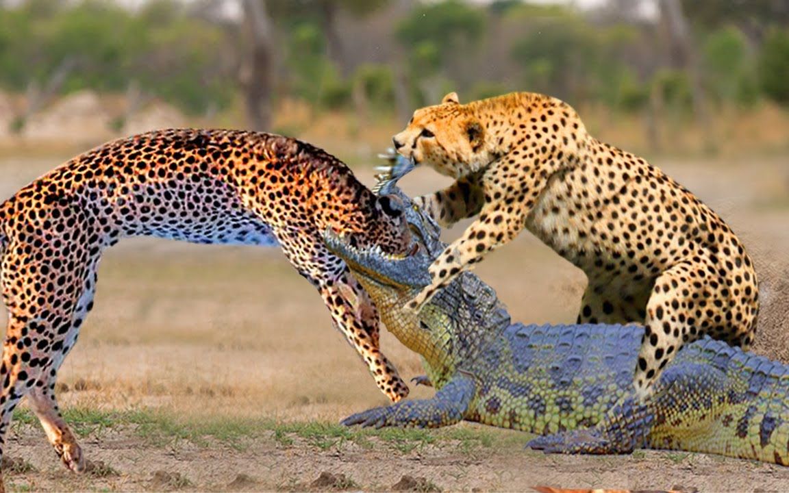 意图从鳄鱼手中抢夺食物,真是吃了雄心豹子胆了!