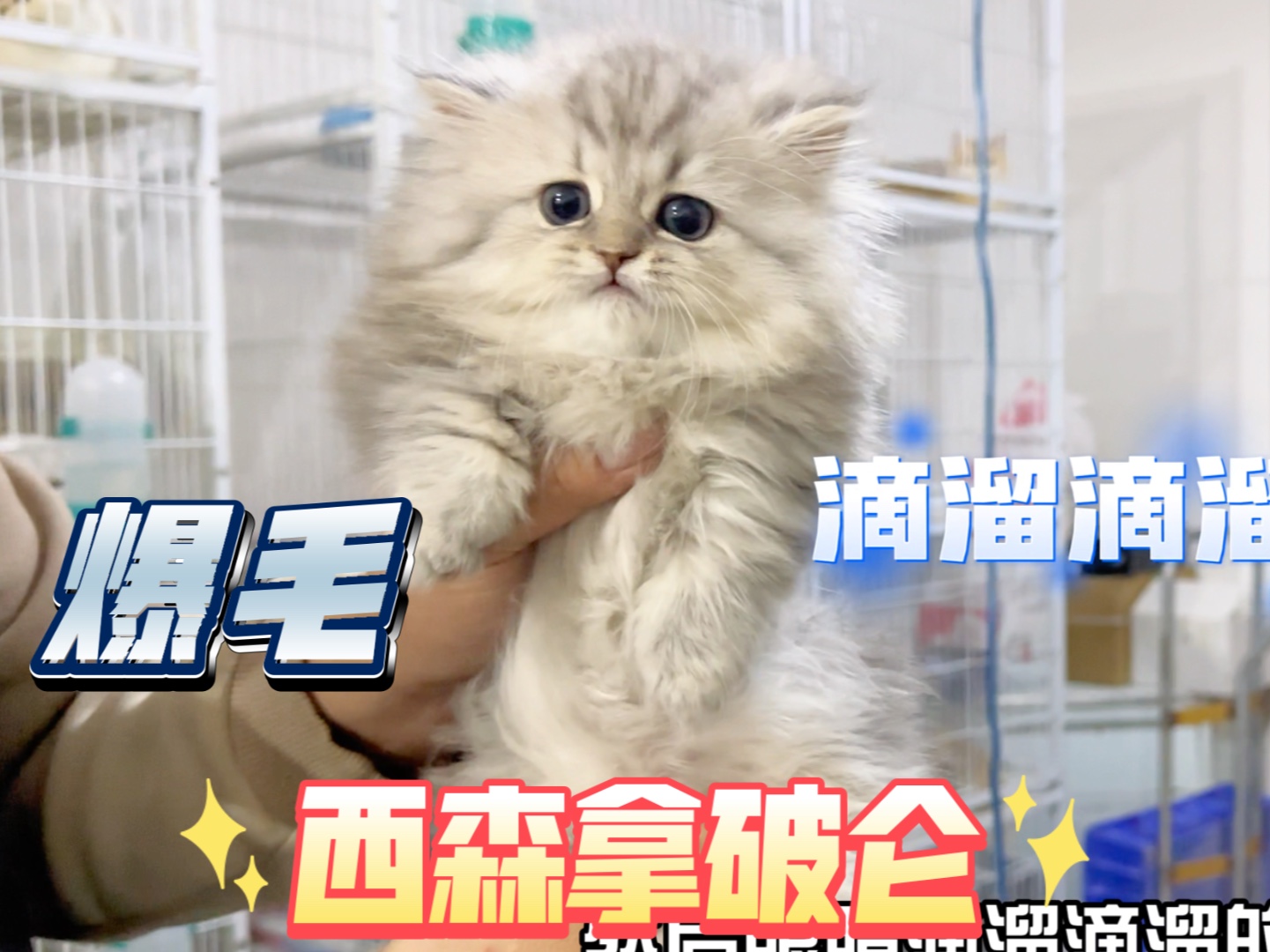 想养爆毛的猫,还得是西森,毛真厚实哔哩哔哩bilibili