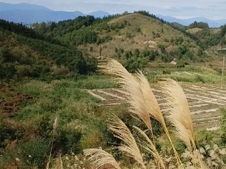 旱局小富贵地,黄家桉选地.江念泉明师一脉相传.哔哩哔哩bilibili