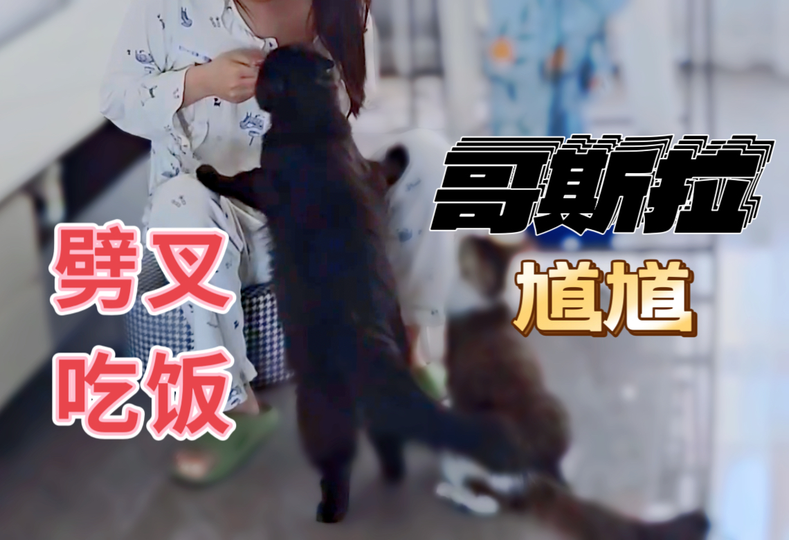 哥斯拉小猫咪馗馗劈叉吃饭哔哩哔哩bilibili