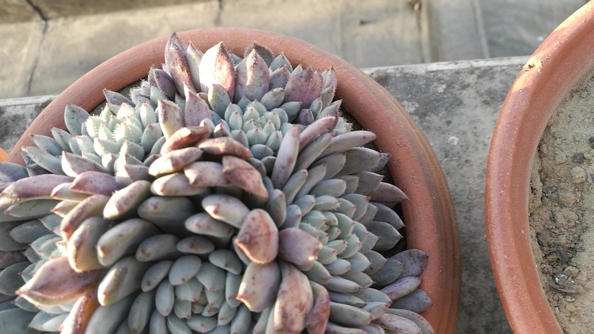 大猫多肉:姬小光