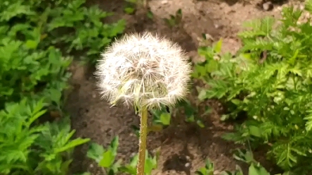 [图]飘摇的蒲公英会飞去那里呢