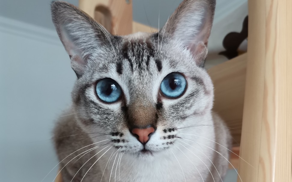 【虎斑暹罗】爱吃草的暹罗喵