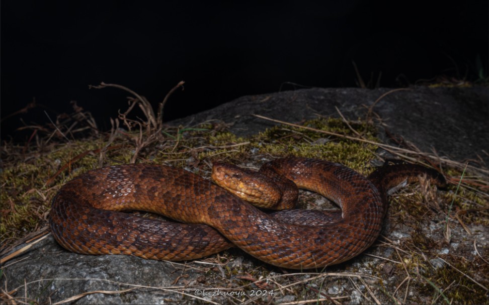 来到了蛇窝,到处都是察隅烙铁头