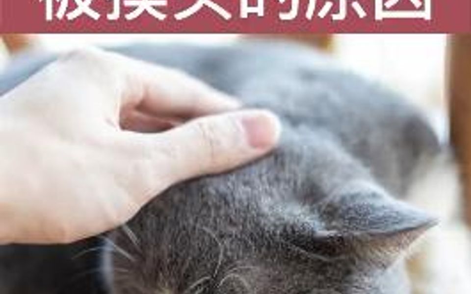 没有一只猫咪能逃得过摸头杀,快去摸摸猫头吧!哔哩哔哩bilibili