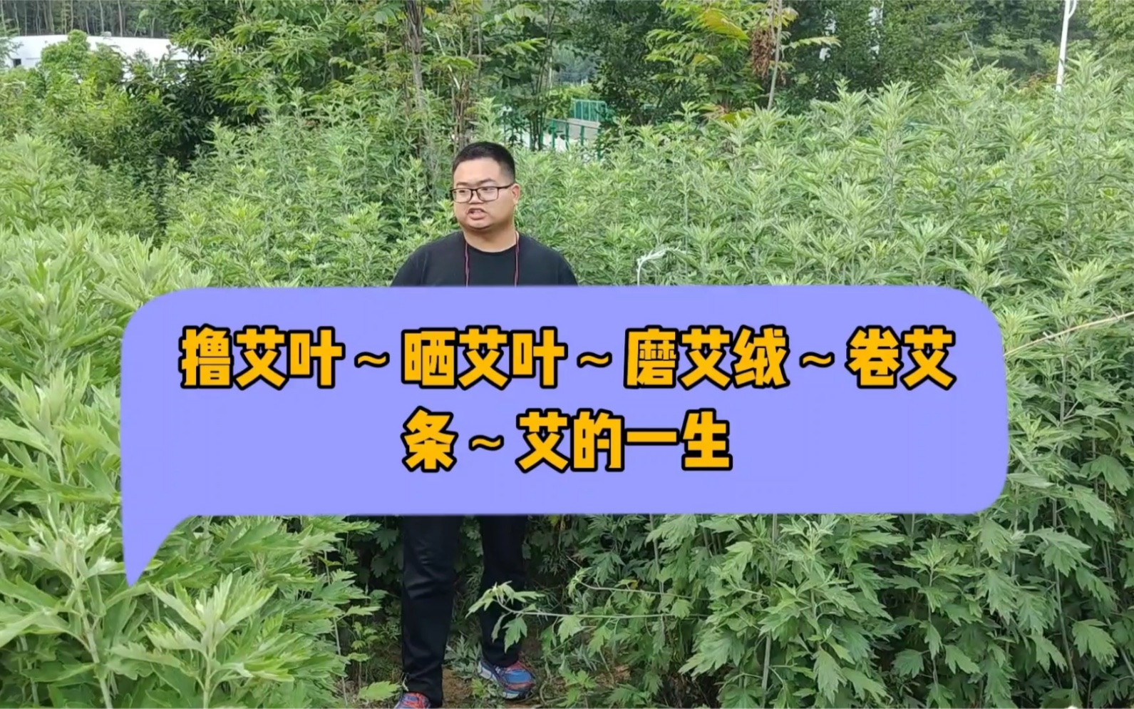 撸艾叶~晒艾叶~挑艾杆~~磨艾绒~卷艾条~艾的一生哔哩哔哩bilibili