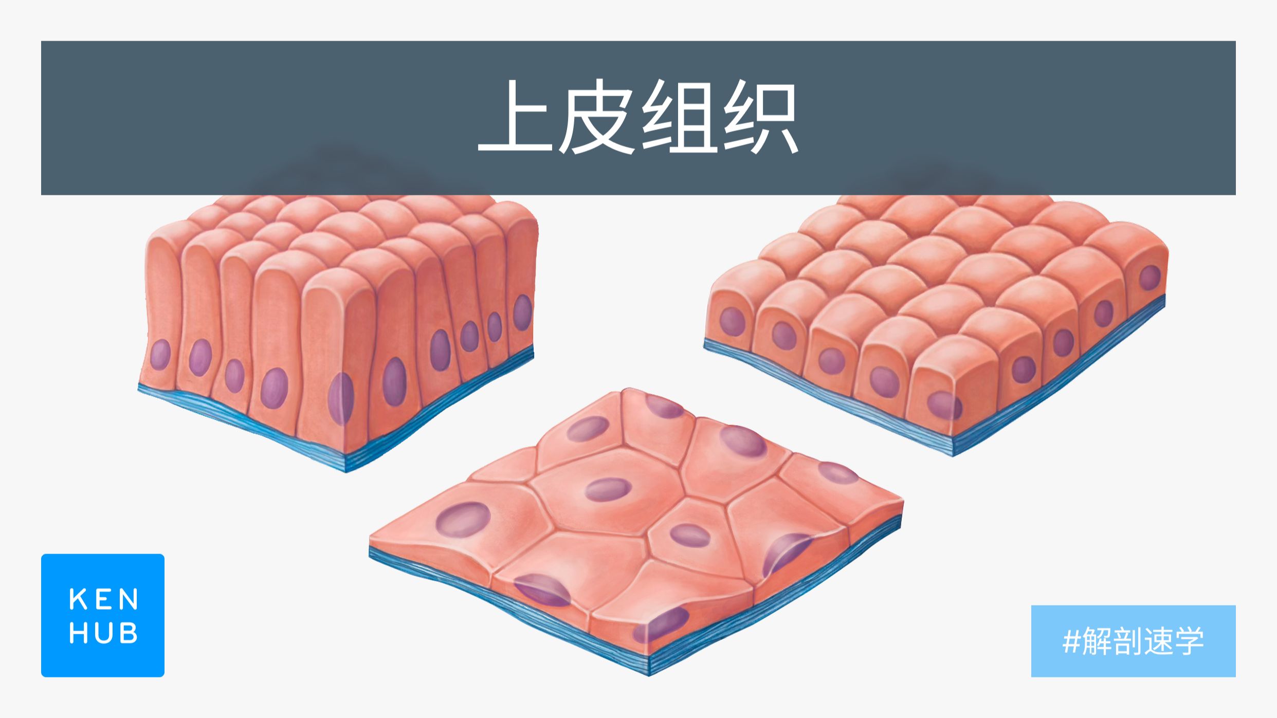【Kenhub】6分钟搞懂上皮组织