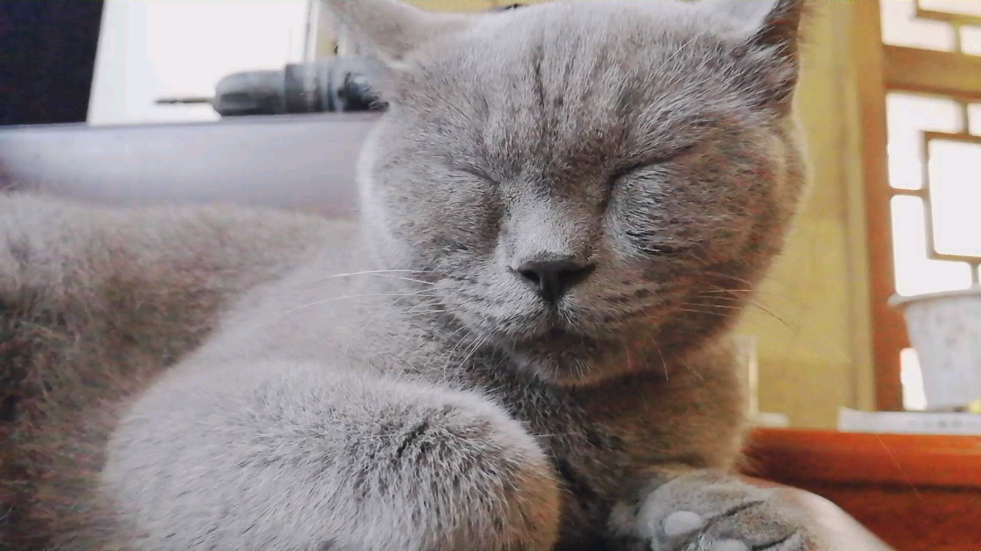 睡觉觉的蓝猫猫