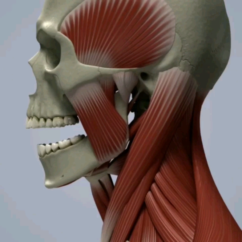 颞下颌关节开闭口运动_哔哩哔哩 (゜-゜)つロ 干杯~-bilibili