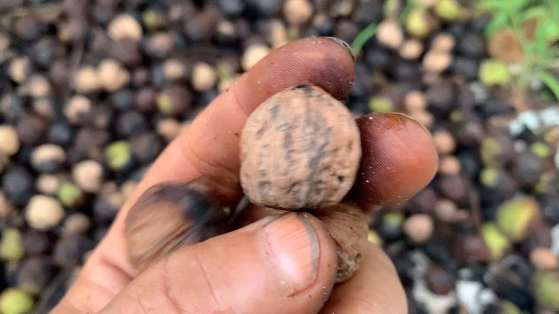 核农们从山上捡回来阴皮楸子,还挺圆,都扔了