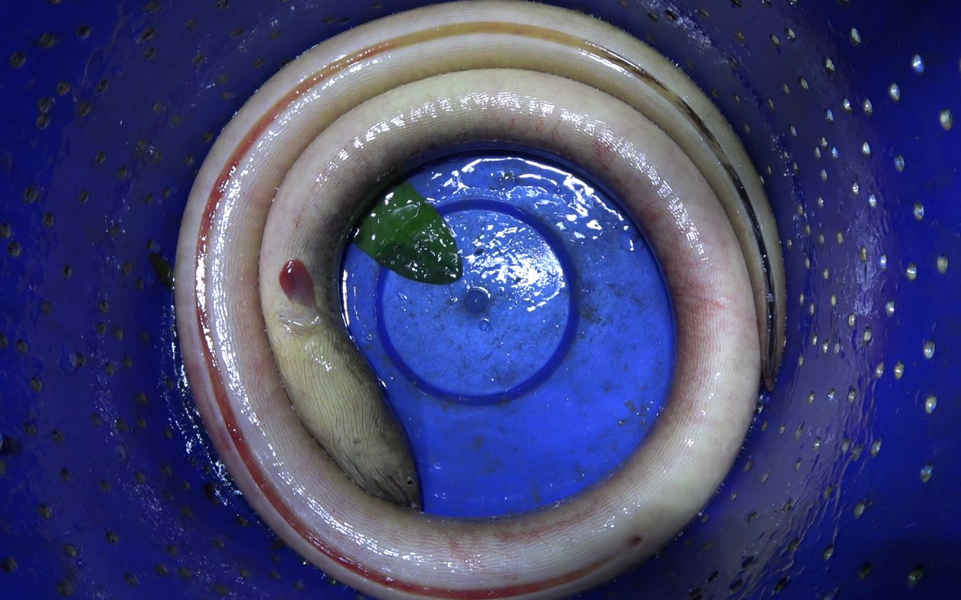 小池抓到2.3斤的金黄"鳝王",真是行八字运了,被收购卖了760块