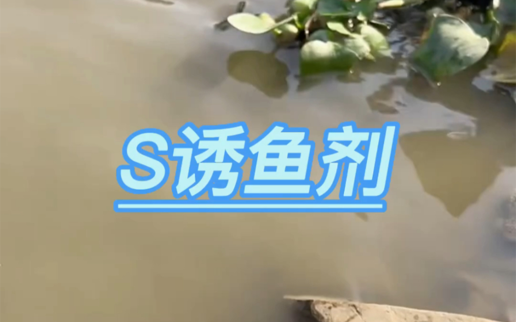 S诱鱼剂哔哩哔哩bilibili