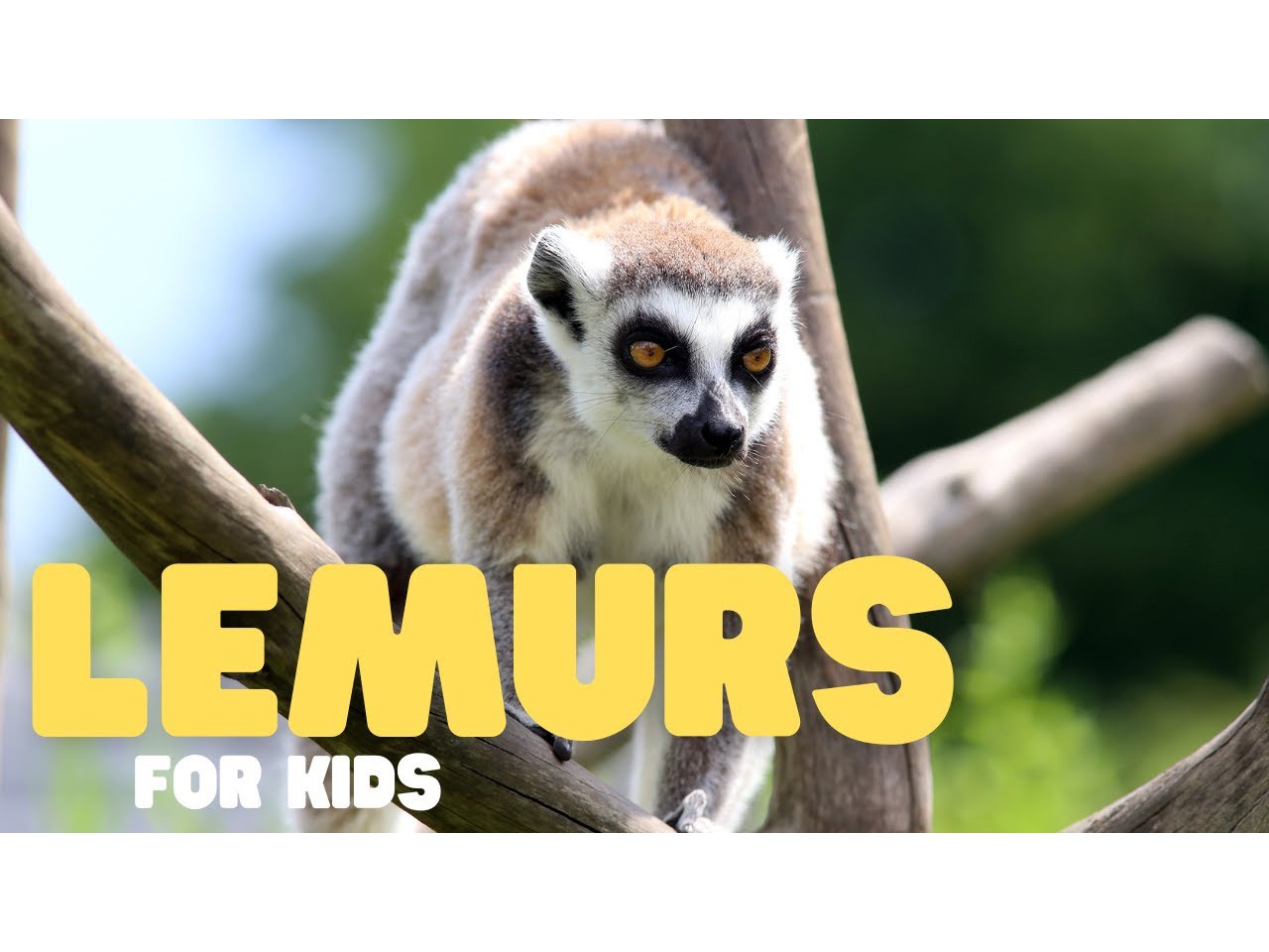 Lemurs for Kids | Learn all about these cute creatures!哔哩哔哩bilibili