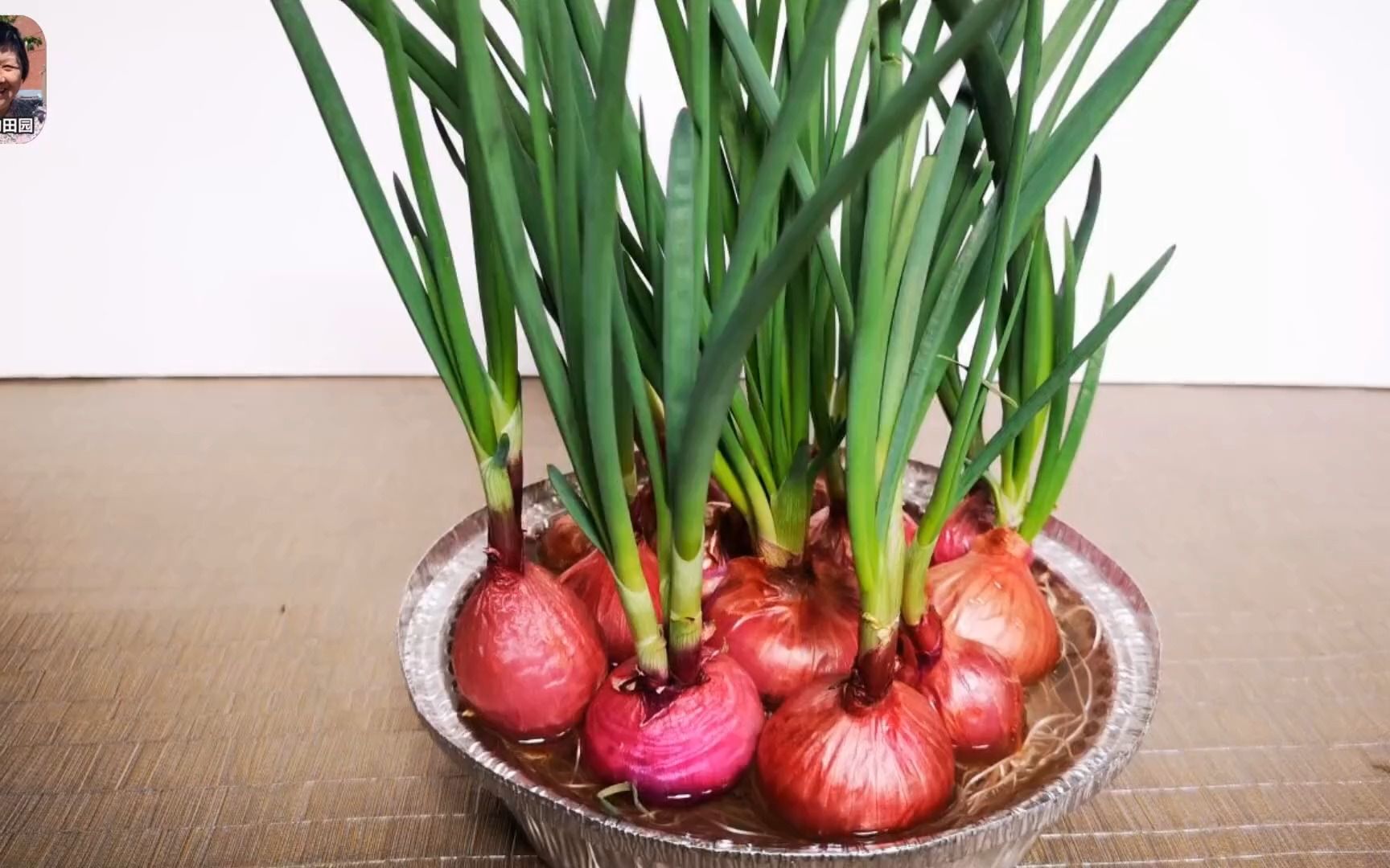 葱太贵,像我这样水培红葱头,采收一茬接一茬!