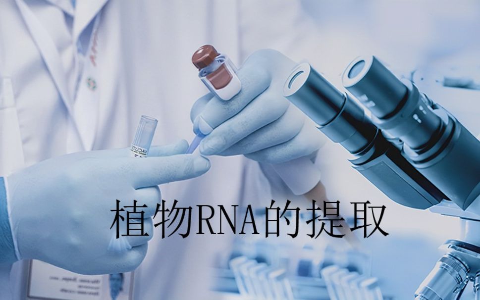 [图]基因克隆2-植物RNA的提取