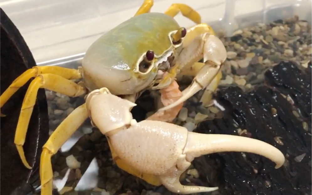 【异色勾手蟹】咦,怎么逗不出来?