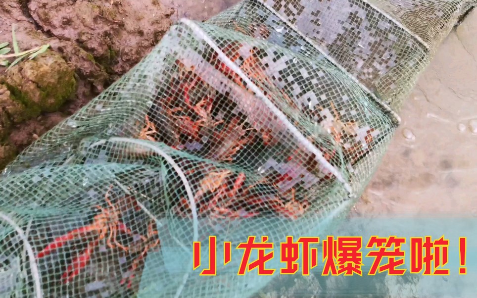 喷地笼捕龙虾的药水图片