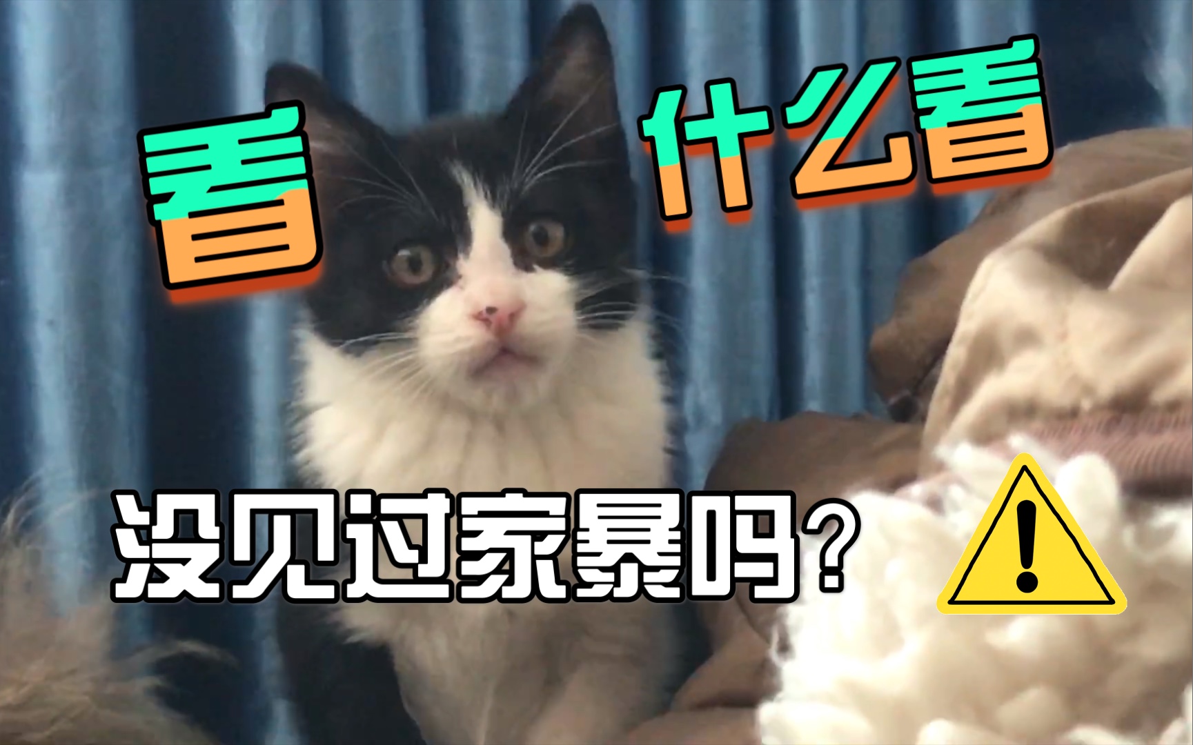 [图]我被一只牛奶猫家暴了！