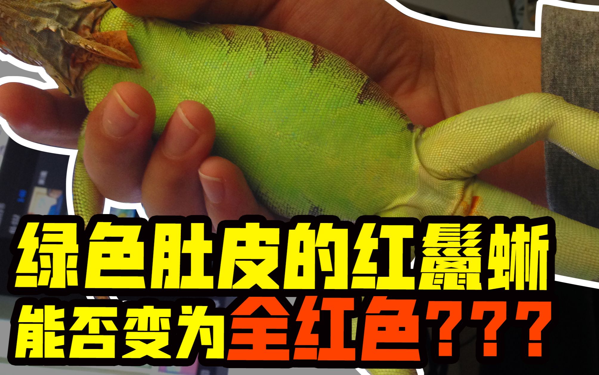 【哞哞张大宝】绿鬣蜥—绿色肚皮的红鬣蜥能否变成全红色?哔哩哔哩bilibili