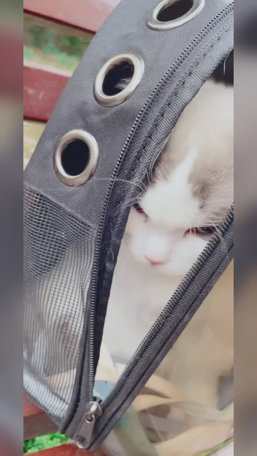 周末溜猫! 第一次出家门的幸巴!~#虾米大模王 #小虾米 #虾米vlog