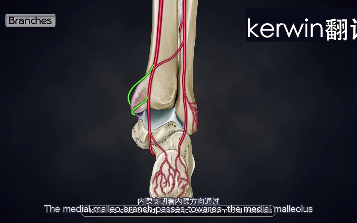 胫后动脉哔哩哔哩bilibili