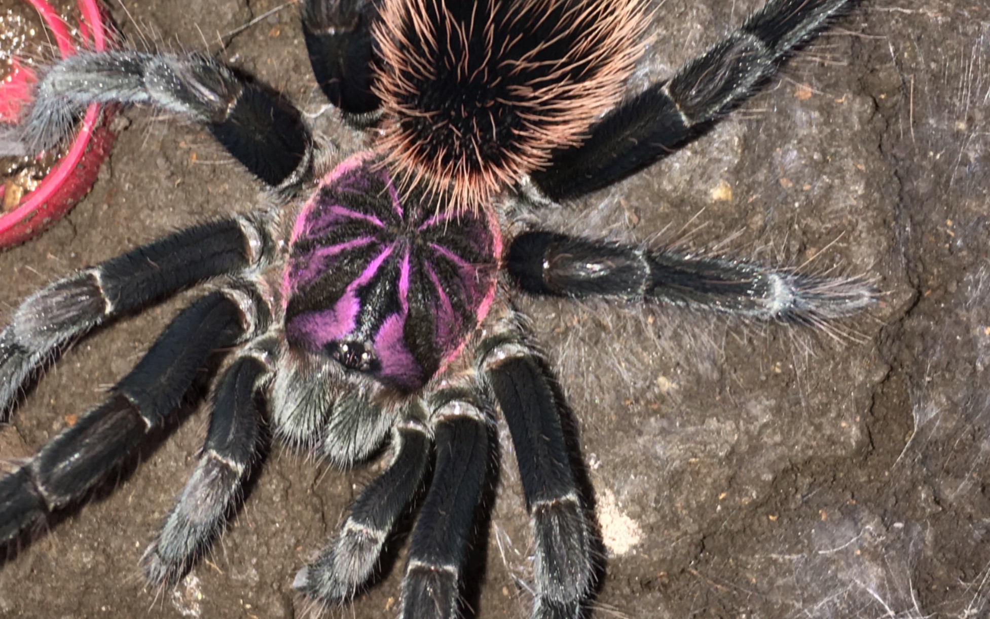 蓝镭射,亚马逊蓝紫镭射近距离捕食_哔哩哔哩 (゜-゜)つロ 干杯~-bili