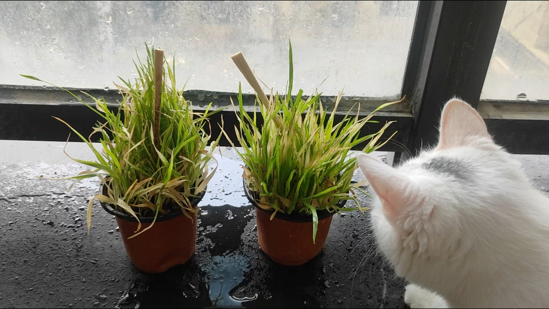 猫毛草图片 B站