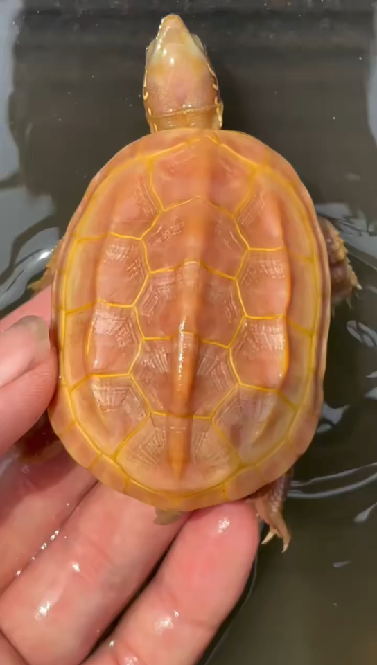 大个体一条黄化草公龟金线黄化公尾巴就稍微短一点繁殖问题不大背甲62