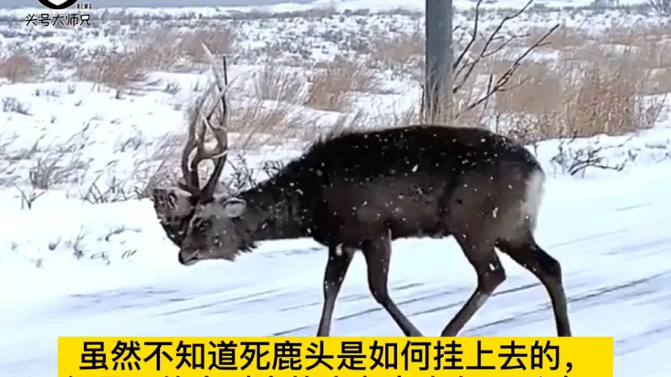 北海道现“惊悚”一幕：活鹿角顶死鹿头骨生活_哔哩哔哩_bilibili