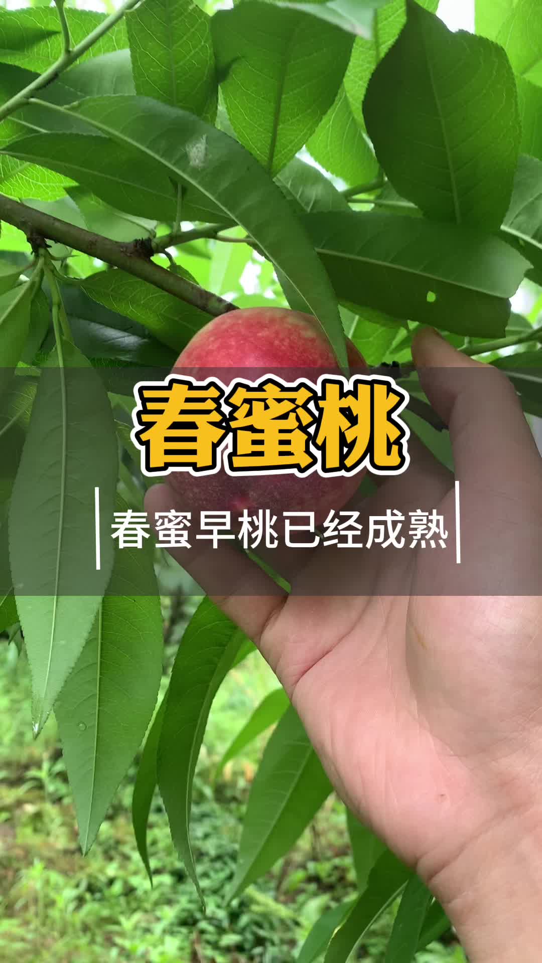 早熟桃子树苗品种有哪些哔哩哔哩bilibili