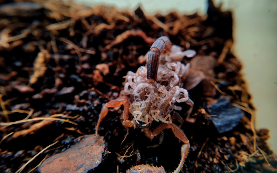 繁殖印度狼蝎的下背和分盒子