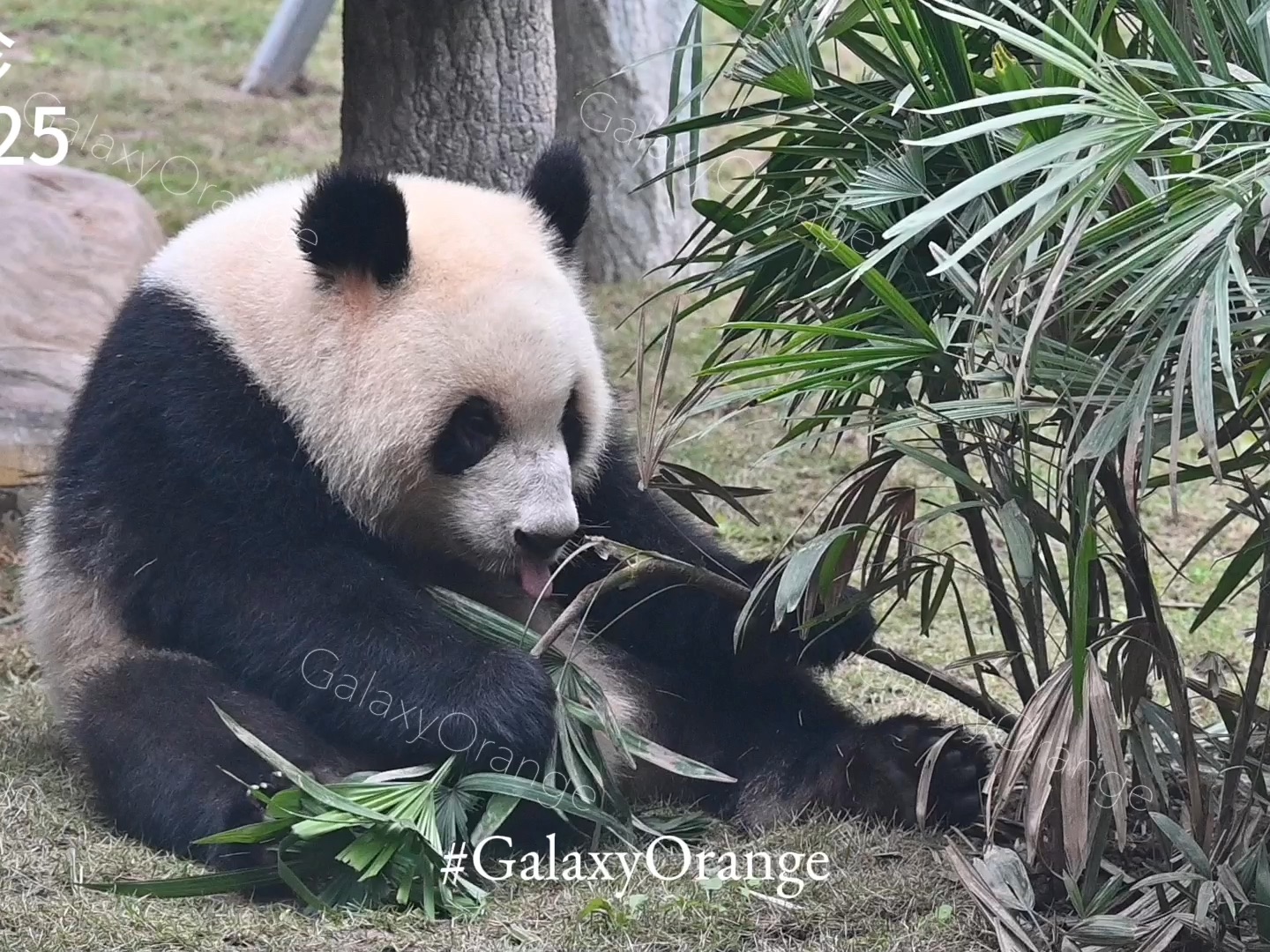 【大熊猫奇珍】231125 奇珍:吃主食不行,打野擅长(重庆动物园)