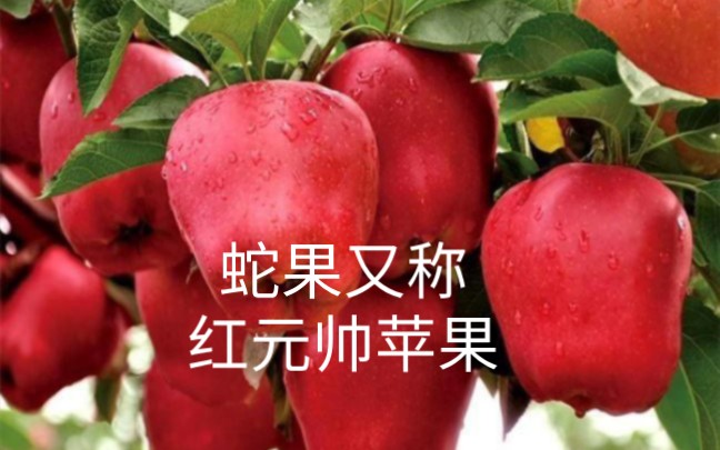 这叫蛇果又称红元帅是苹果的一种!挺香!