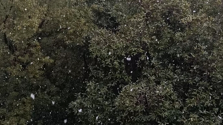 [图]珞珈山上，卧看风雪。