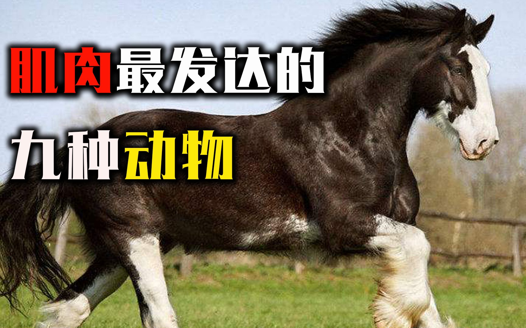 肌肉最发达的九种动物,甚至全身上下都是肌肉,个个强悍无比