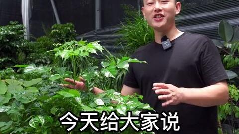 多肉徒长的原因是什么 哔哩哔哩