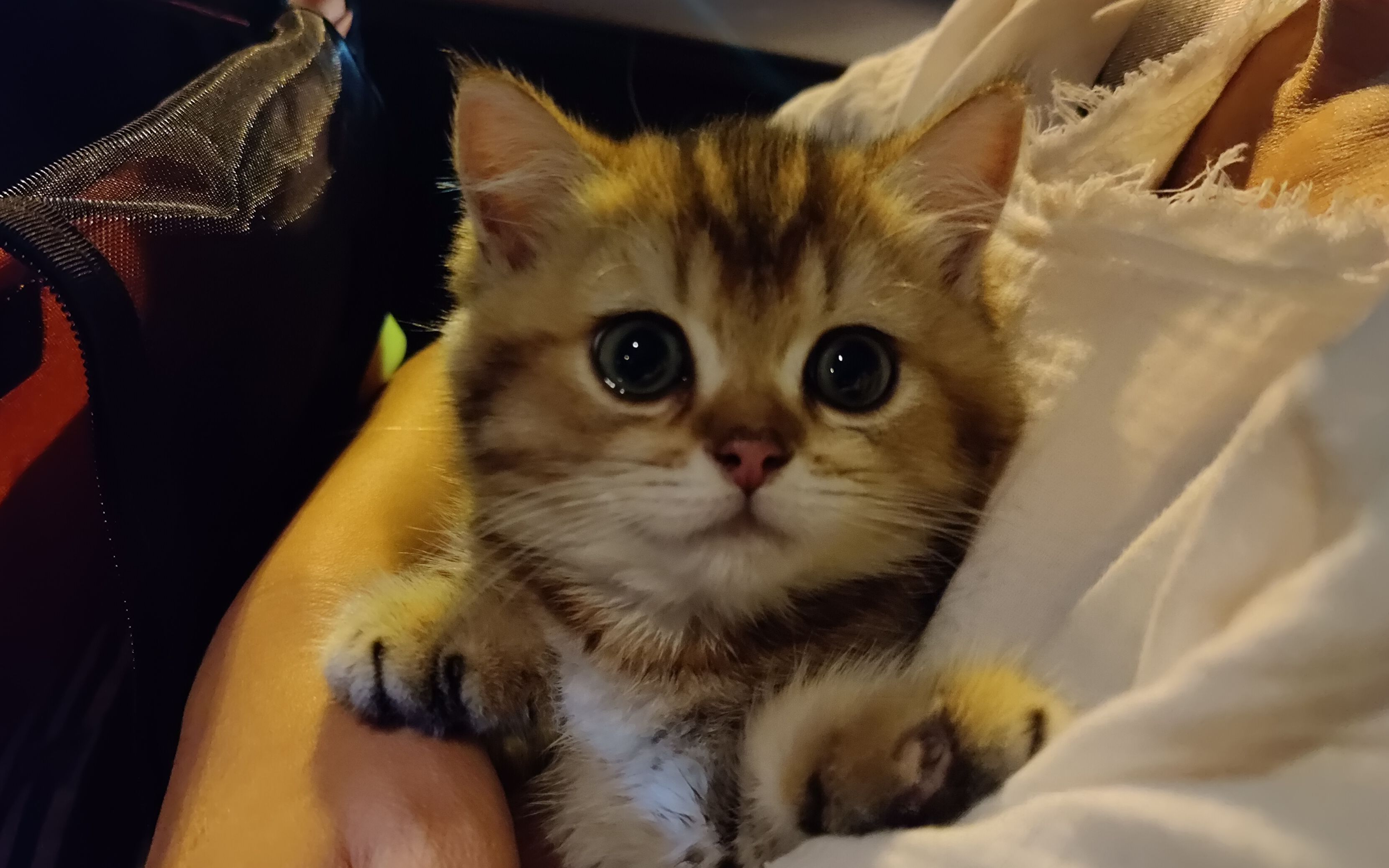 世界上怎么会有这么可爱的小猫咪!