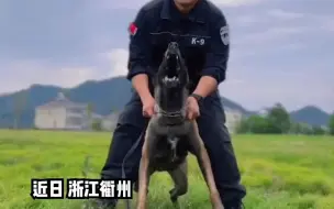 Скачать видео: 外国引进的警犬听不懂中文，警察叔叔为训练苦练德语，网友：能和国内警犬同事正常交流不？