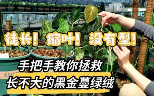 Download Video: 徒长！缩叶！没有型！手把手教你拯救长不大的黑金蔓绿绒