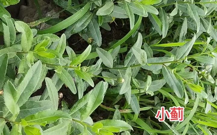 【植物科普】小蓟:菊科蓟属植物.植物名:刺儿菜.哔哩哔哩bilibili