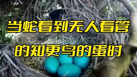 当蛇看到无人看管的知更鸟的蛋时哔哩哔哩bilibili